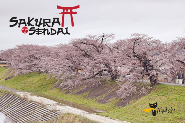 ��ͧ�����˹�� �Թ�� ���ҡ��� Fukuoka - Sendai